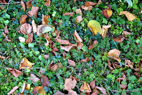 Feuilles au sol 