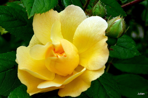 Belles roses jaunes