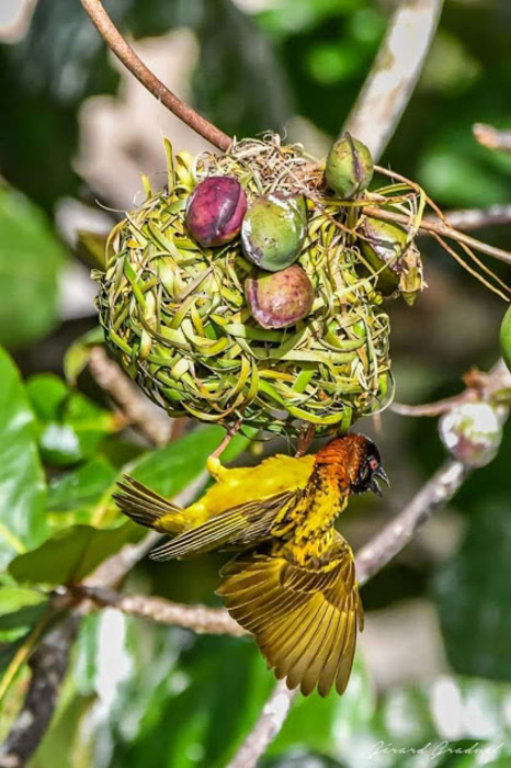 Tisserin gendarme (Ploceus cucullatus)