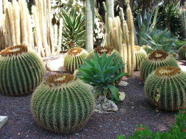 ESPAGNE, ELCHE: Huerto del Cura