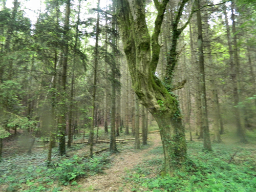 randonnée sur la voie verte