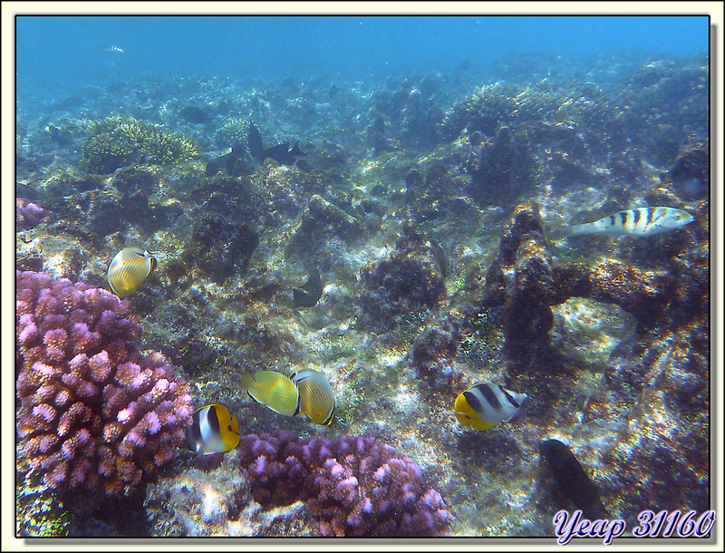 Poissons papillons et girelle - Atoll de Fakarava - Tuamotu - Polynésie française