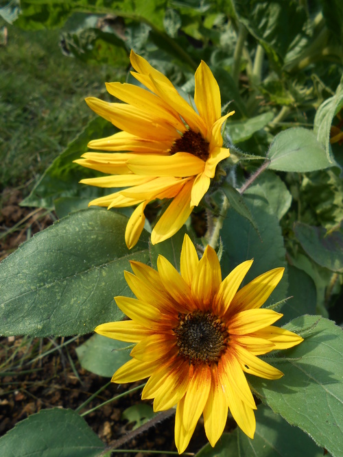 Et tournent les tournesols ...