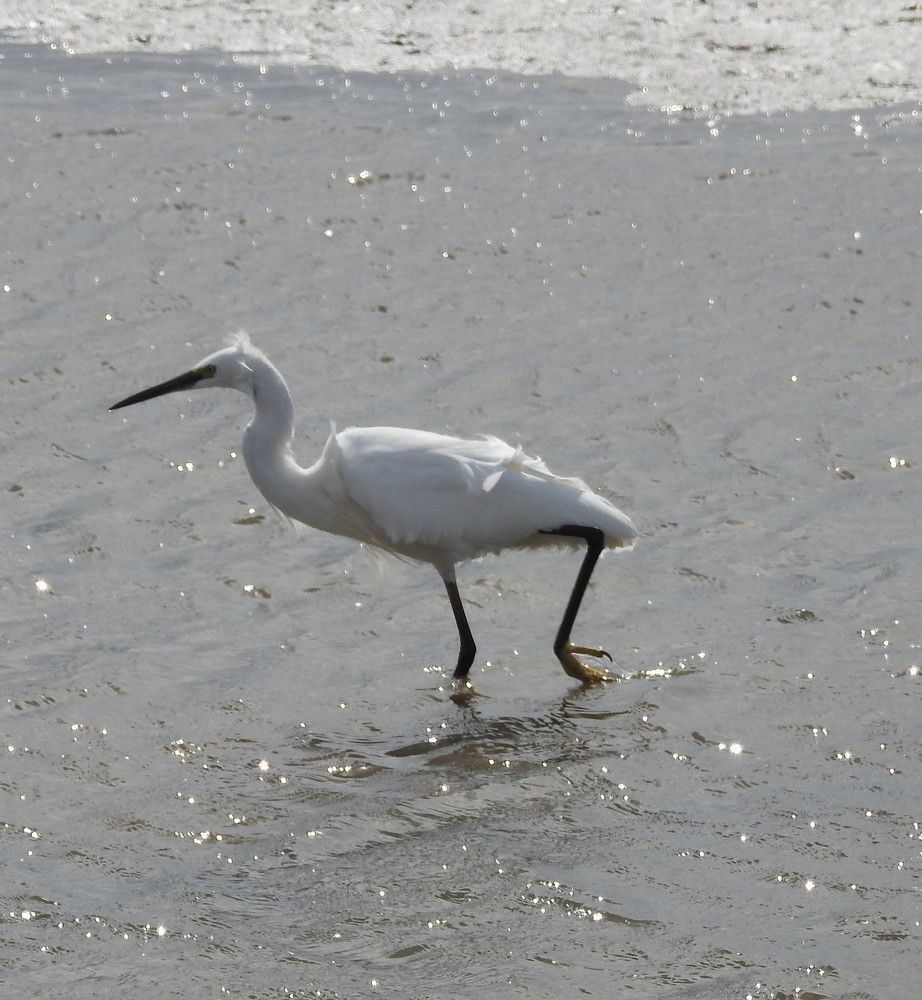 Aigrette garzette - septembre 2022...