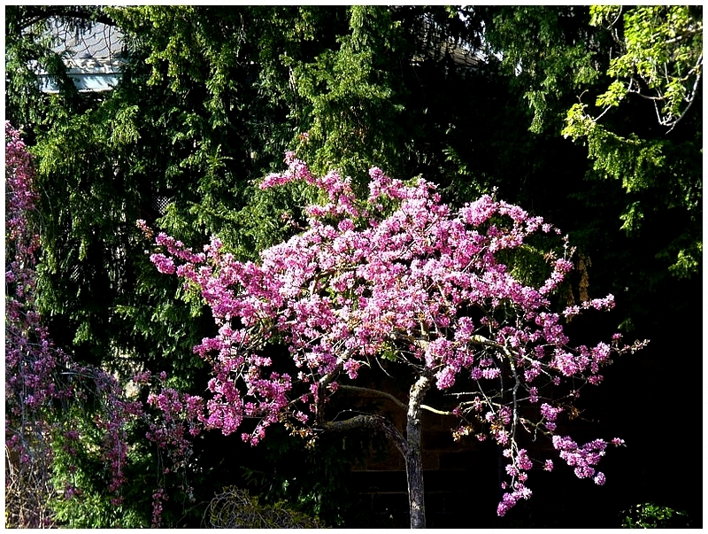 Metz / Loin de janvier le temps des fleurs...