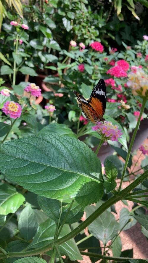  Jardins des papillons Alsace 5
