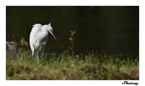 Aigrette  Garzette