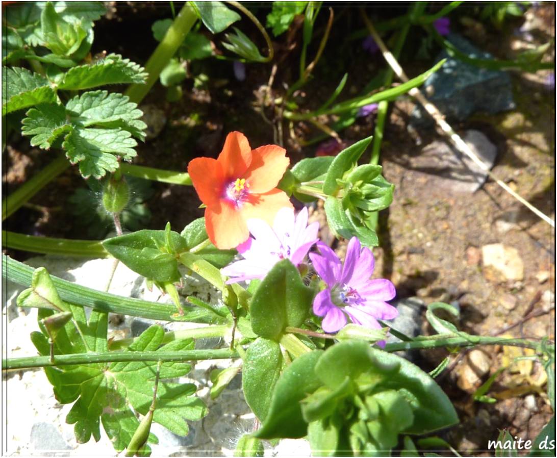 Fleurs des champs