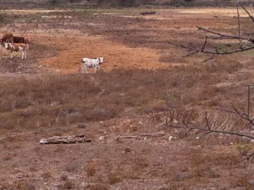 Bergerie ruinée et vaches pensantes