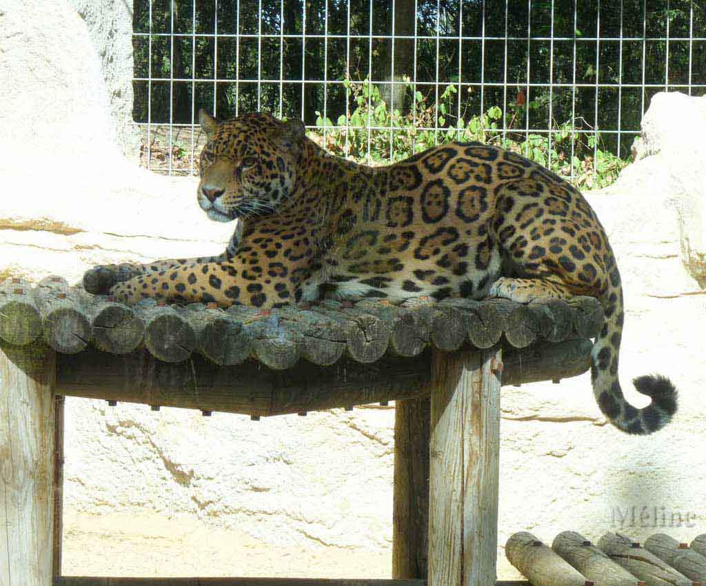 Le périple de mes vacances - Septembre - Le zoo de la Palmyre - Royan 