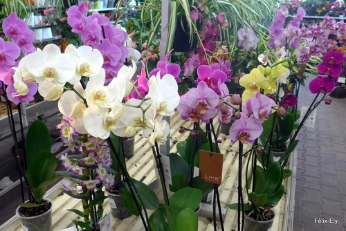 Les belles fleurs : les orchidées