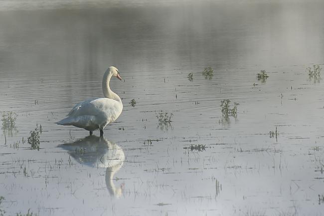 Brume matinale dans les Dombes