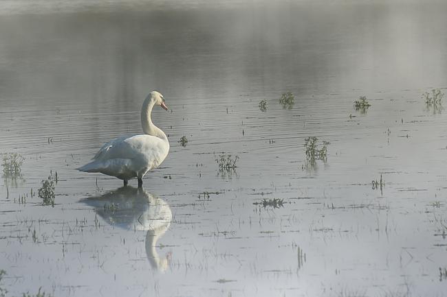 Brume matinale dans les Dombes 