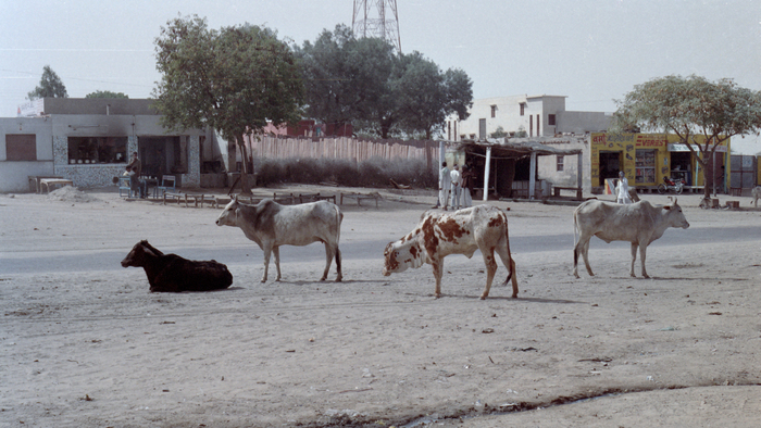 29 février 1992 : les palais de Bikaner