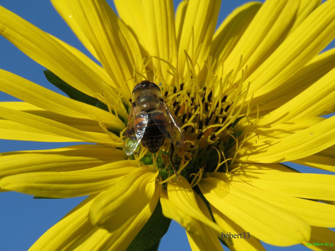 une fleur et bébète