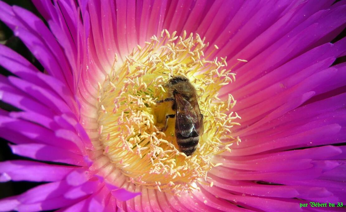 des abeilles sur de jolies fleurs