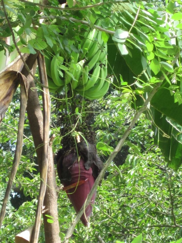 Togo Région des Plateaux Bananiers