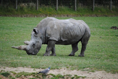 (5) Le rhinocéros blanc.