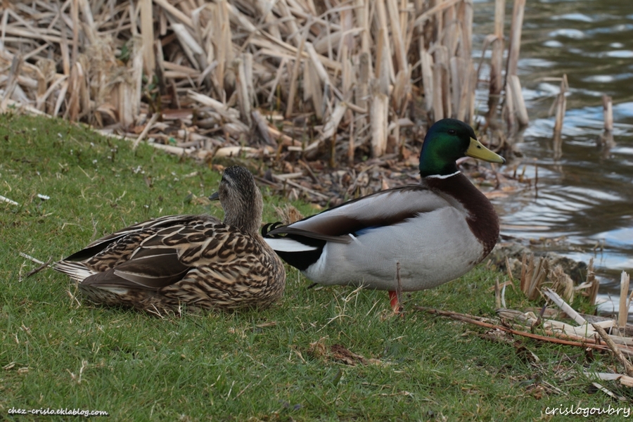 Quand le printemps revient (2)