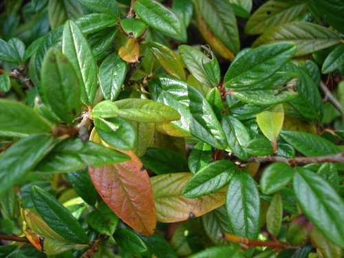 La feuille d'automne emportée par le vent....