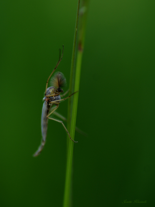 Drôle de bestiole...