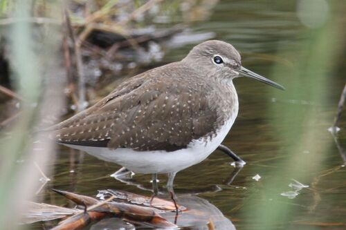 Chevalier Culblanc (Green Sandpiper)