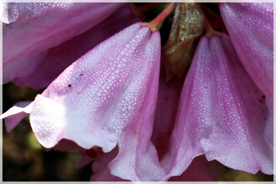 Les Rhododendrons, ce matin!