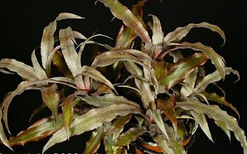 Cryptanthus bromelioides