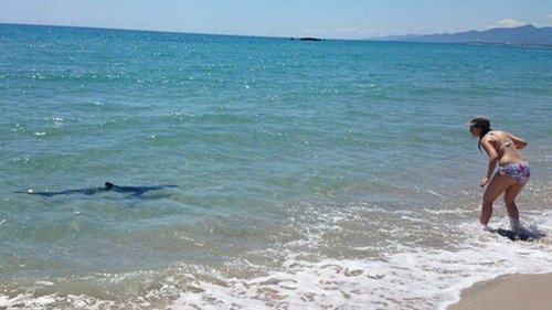 Alerte aux requins en France!