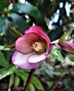 1ères floraisons de l'année: hellébores en pagaille!