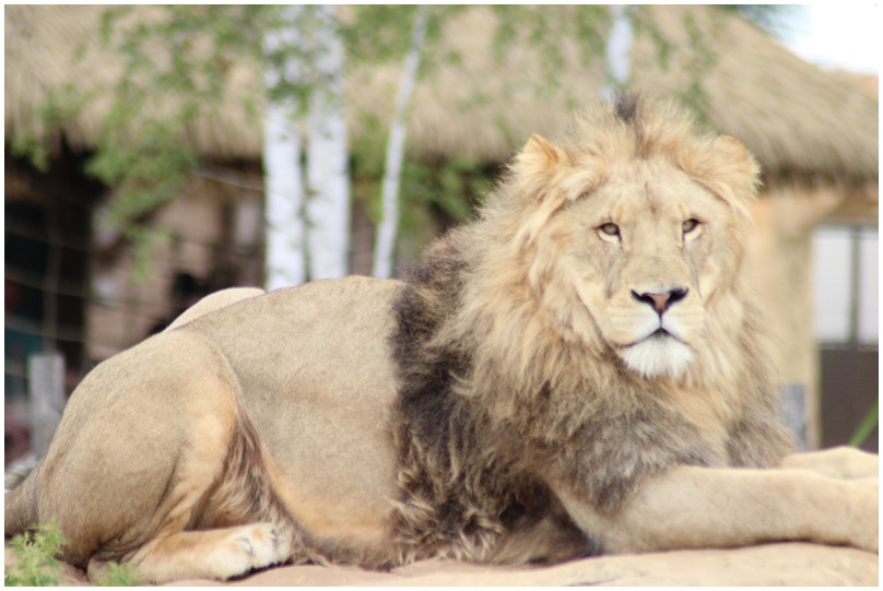 Au zoo de Beauval-16-Les lions d'Afrique