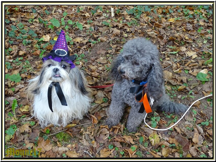 Cani-marche aux couleurs de l'automne et d'Halloween