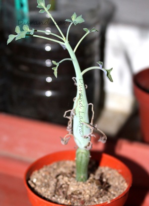 Sénécio Articulatus ou Plante Chandelle - 2014