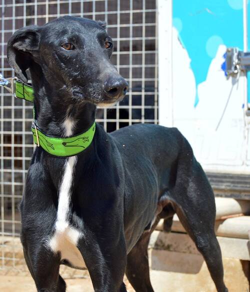 ZAR, un prince noir prêt à tout vous offrir / Au nom des galgos