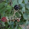 Ronce commune ou Mûrier sauvage (Rubus fruticosus) avec ses mûres
