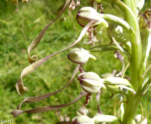 Himantoglossum hircinum  -  orchis bouc