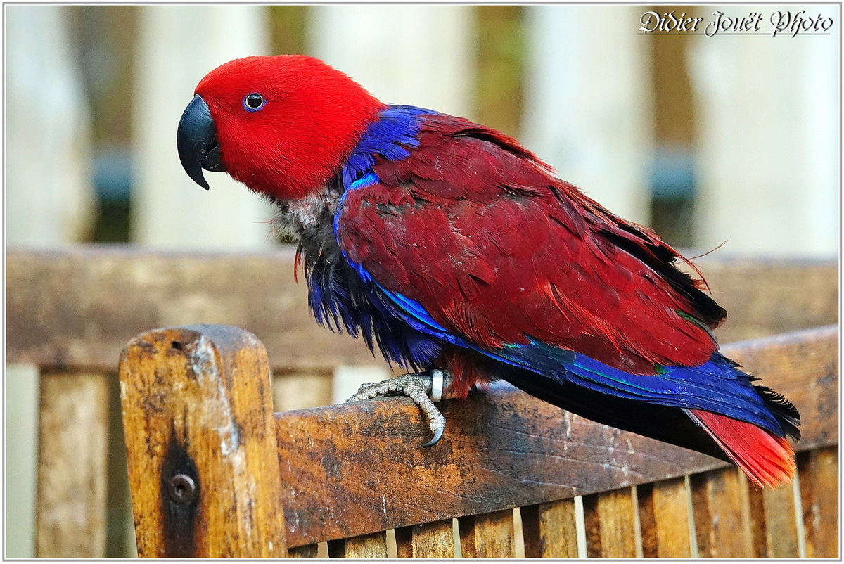 Grand Éclectus (1) - Eclectus roratus