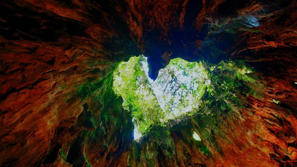 Souche de Wilson sur l’île de Yakushima, Japon