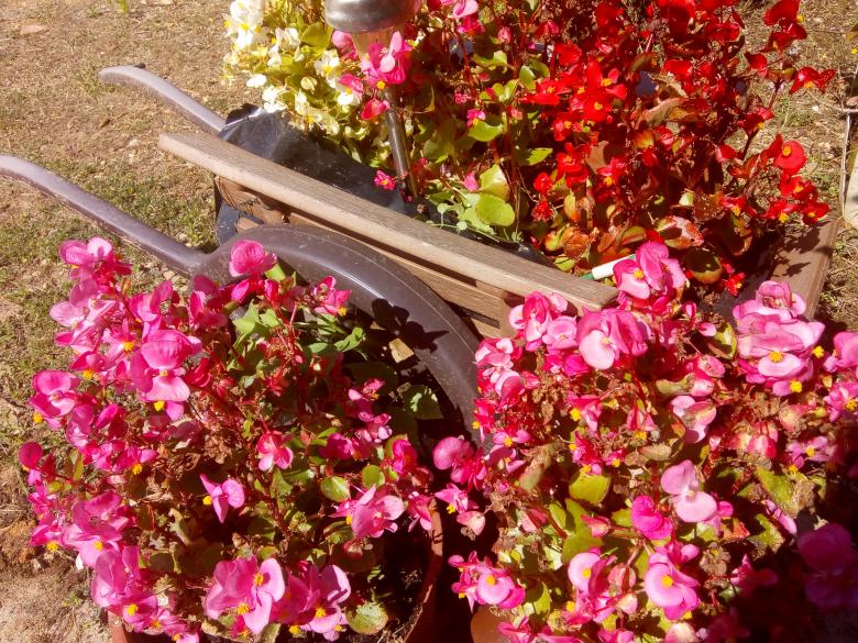 quelques photos de mon jardin ce dimanche