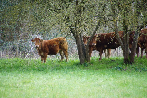 Promenade dans une roselière