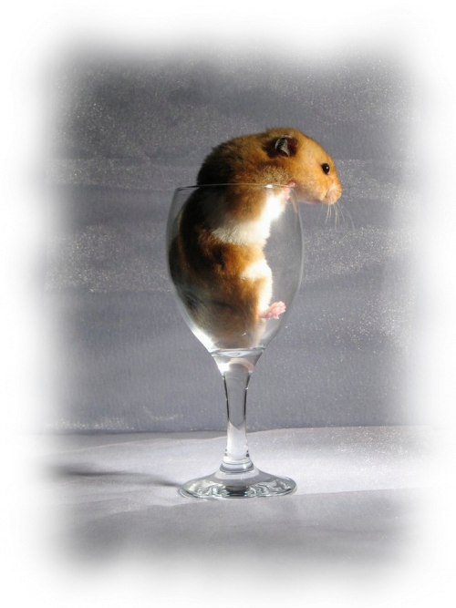 tube souris rat hamster.....