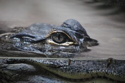 Animal de la semaine- L'Alligator du Mississippi.