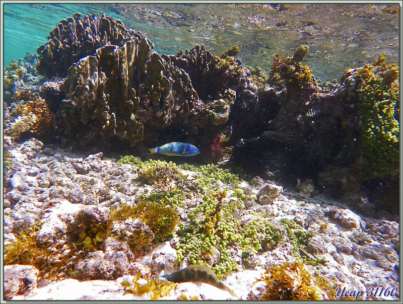 Un petit tour sous l'eau à Anse Source d'Argent - La Digue - Seychelles