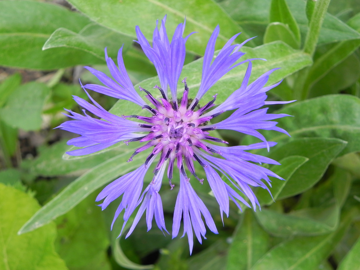 une fleur de Centaurée des champs ou Bleuet 