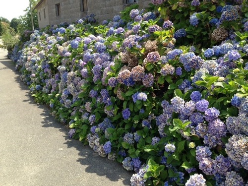 Hortensias