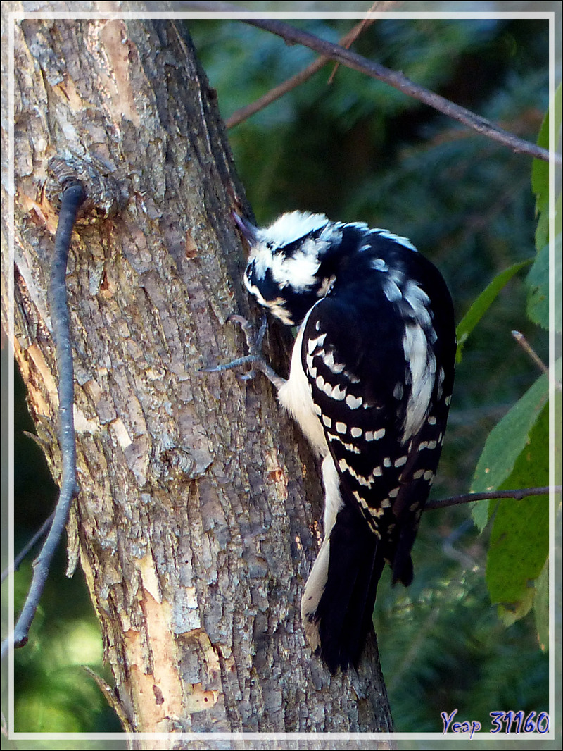 Pic mineur, Downy Woodpecker (Picoides pubescens) - Rawdon - Lanaudière - Québec - Canada