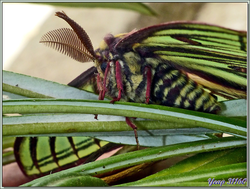 Randonnée au Congost de Mont-Rebei : Papillon Isabelle mâle (Graellsia isabellae paradisea) - Alsamora - Catalogne - Espagne