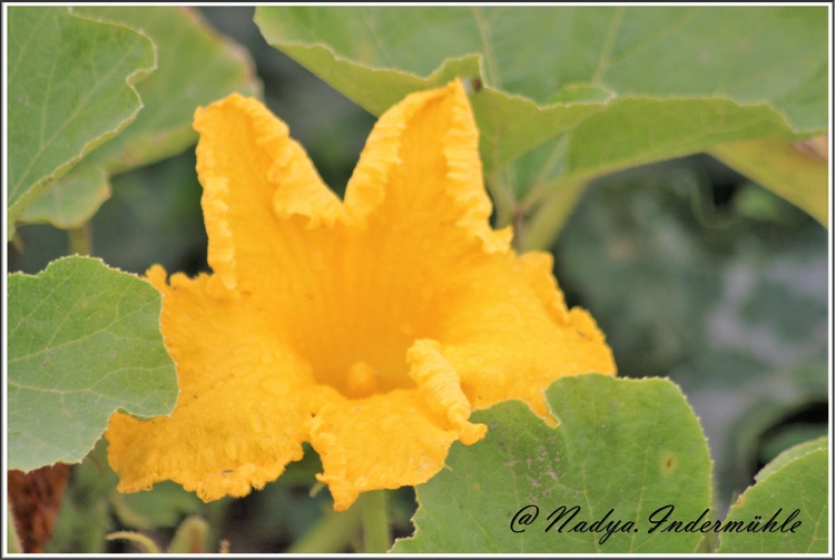 La fleur de courgette de 2017