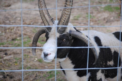 (1) Le mouton Jacob.