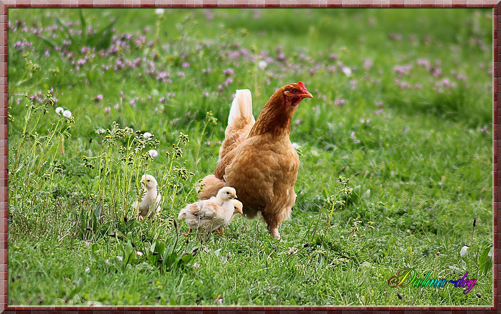 la poule et ses poussins